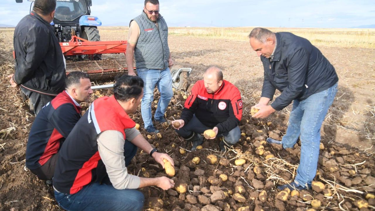Tomarza’da Patates Hasadı Coşkusu