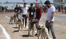 ANADOLU ÇOBAN KÖPEKLERİ GÜZELLİK YARIŞMASI