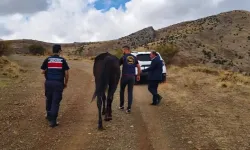 İngiliz yarış atını çaldılar
