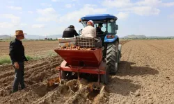Patates sorunu büyüyor!!!