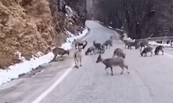 Yahyalı’da dağ keçileri yola indi