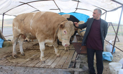 970 kiloluk Minik, pazarın ilgi odağı oldu