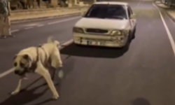 Köpeği araç ile çeken sürücüye ceza