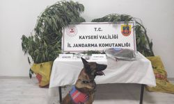 Kayseri’de 7 kök kenevir ele geçirildi