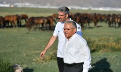 Kayseri’de Hürmetçi Sazlığı’nda Yılkı Atlarıyla Doğa Buluşması
