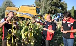 Kayseri’de Ayçiçeği Hasadı Başladı