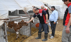 Kayseri’de Ari işletme sayısı artıyor