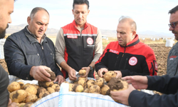Kayseri Tomarza’da patates hasadı başladı