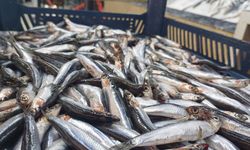 Kayseri’de fiyatlar yarı yarıya düştü