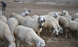 Koyun sayısı arttı, meralar canlandı