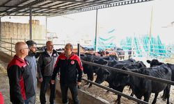 Bünyan’da “Kırsalda Bereket Hayvancılığa Destek” Projesi Devam Ediyor