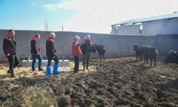 Kayseri Pınarbaşı’nda Hayvancılık Desteği Sürüyor