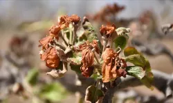 Kayseri çiftçilerine zirai don desteğinde yeni ödeme başladı