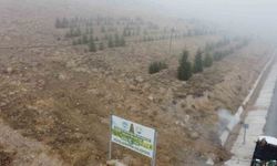 Yahyalı’ya bin 200 fidan dikildi