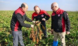 Yeşilhisar'da şeker pancarı tarlalarında inceleme