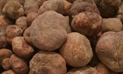 Komşumuz Nevşehir'in mucize bitkisi!