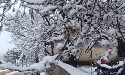Çiçek açan ağaçlar yağan karla beyaza büründü