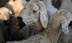 Kayseri'de Kurbanlık Tavsiye Fiyatları Belli Oldu