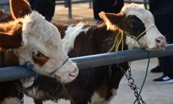 Kayseri’de Kurbanlık Fiyatları Belli Oldu