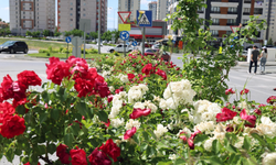 Talas İçin Çiçek Yılı