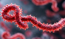 Ebola nedir? Kimlerde görülür, nasıl bulaşır