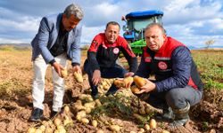 Kayseri'de Patates Hasadı! İl Müdürü Saklav Tarlada