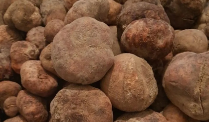 Komşumuz Nevşehir'in mucize bitkisi!