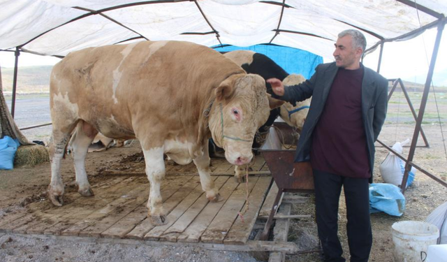 970 kiloluk Minik, pazarın ilgi odağı oldu
