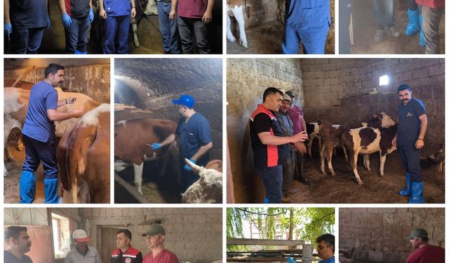Kayseri’de Şap Aşılama Çalışmaları Hafta Sonu da Devam Ediyor