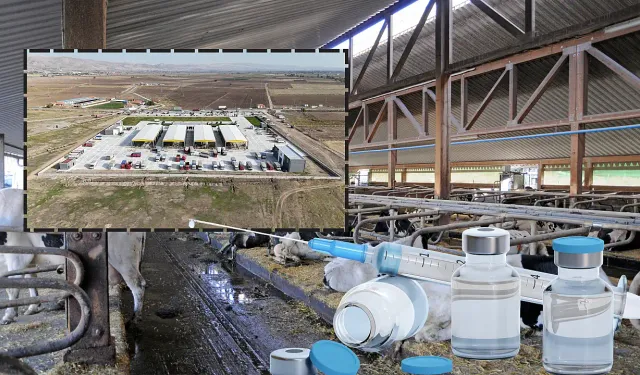 Kayseri’de Hayvan Pazarları Kısa Sürede Açılıyor