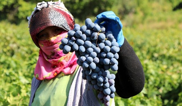 Kayseri ve Nevşehir’de Üzüm Fiyatları Tepki Çekti