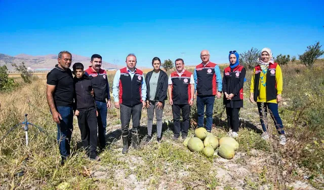 Kayseri’de Görenleri Şaşkına Çeviren Yem Karpuzu Hasadı Başladı