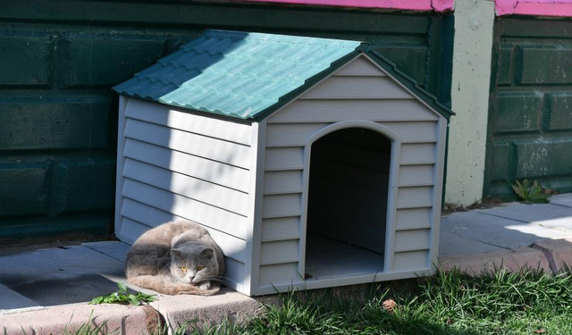 Kedi Bakım Evi örnek hizmet sunuyor