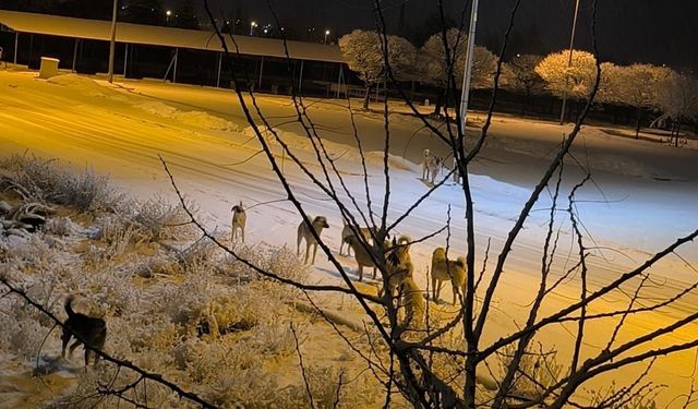 Sokak Köpeği Kız Çocuğuna Saldırdı