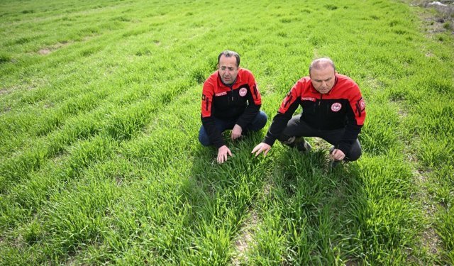 Kayseri’de Hububat Alanlarında Yakın Takip