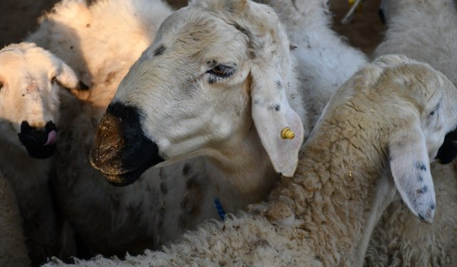Kayseri'de Kurbanlık Tavsiye Fiyatları Belli Oldu