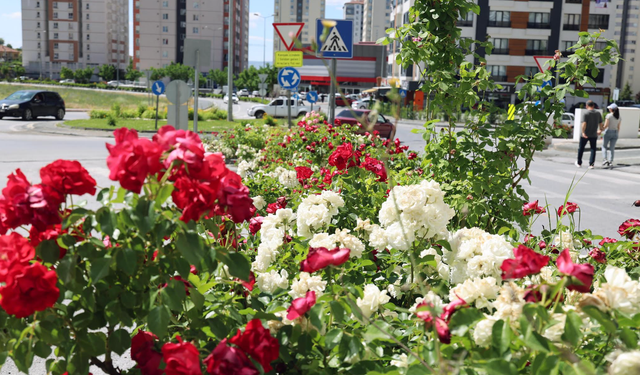 Talas İçin Çiçek Yılı