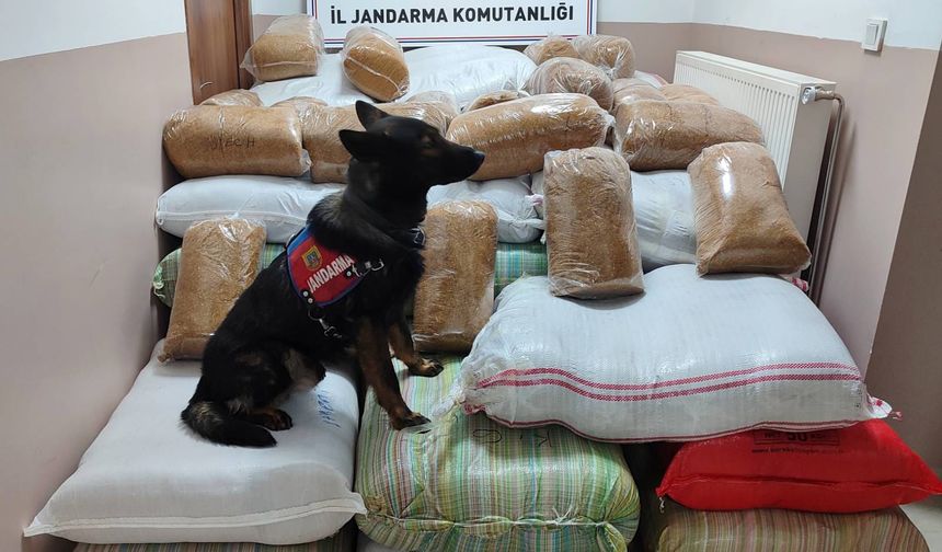 1.5 ton tütün yakalandı