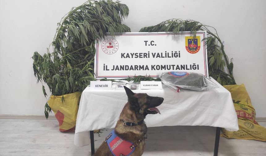 Kayseri’de 7 kök kenevir ele geçirildi