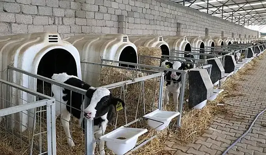 Kayseri’de Büyükbaş Hayvancılıkta Destek Artışı Hayata Geçti