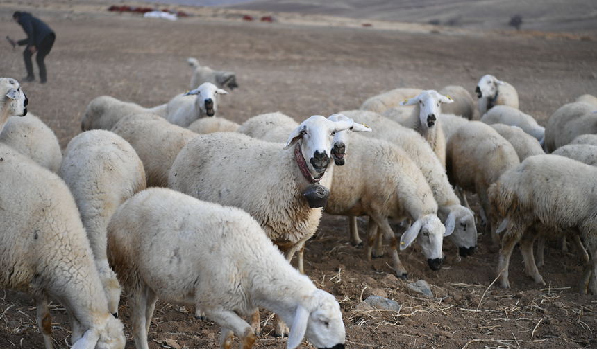 Koyun sayısı arttı, meralar canlandı
