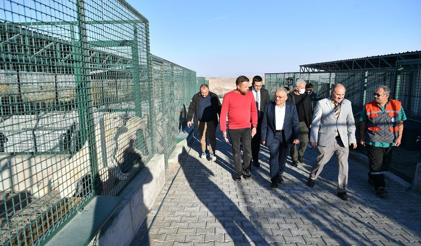 Açık hayvan barınağında sona gelindi