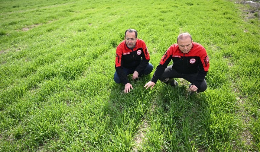 Kayseri’de Hububat Alanlarında Yakın Takip