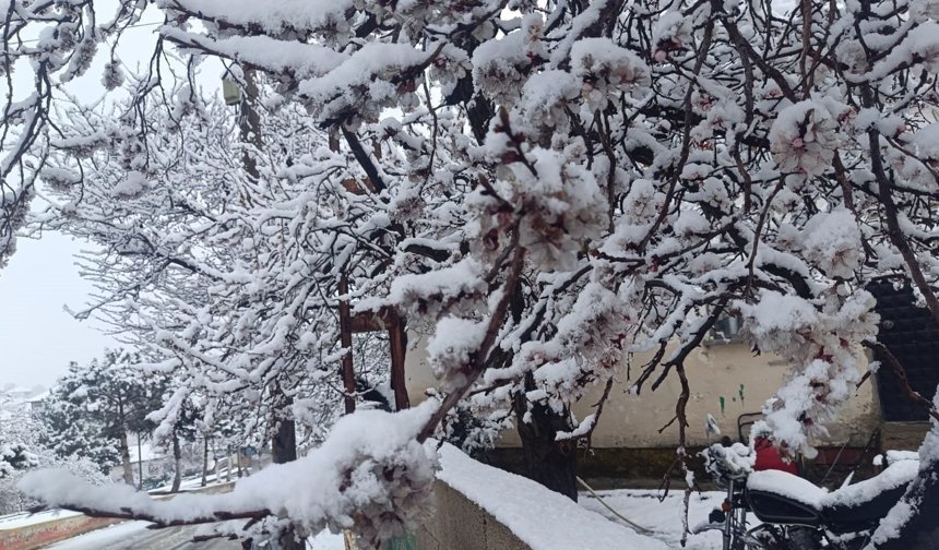 Çiçek açan ağaçlar yağan karla beyaza büründü