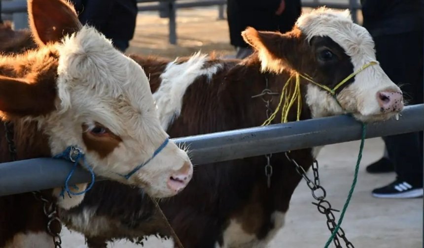 Kayseri’de Kurbanlık Fiyatları Belli Oldu