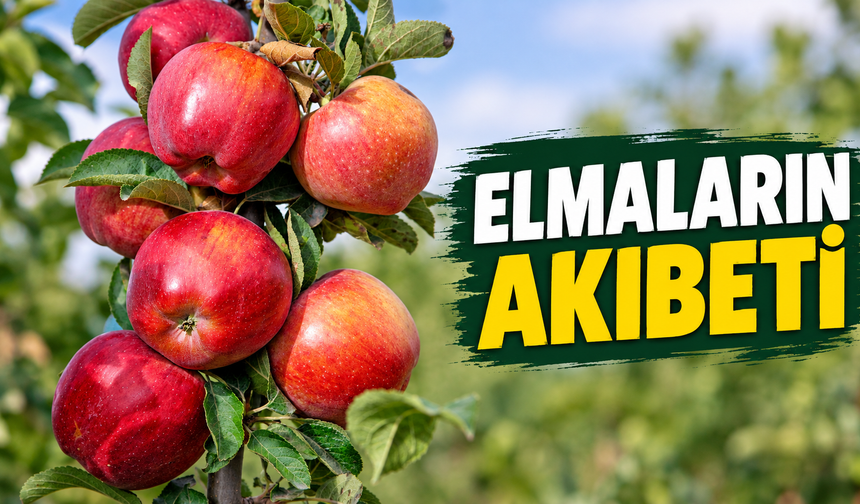 Yahyalı Elması israf mı ediliyor? Resmi açıklama yapıldı