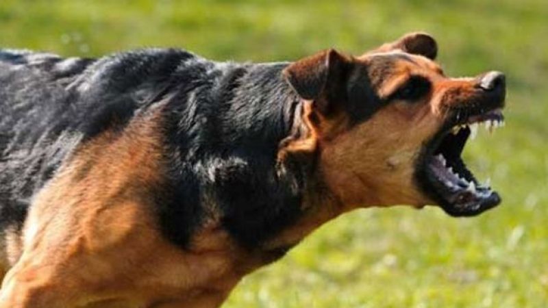 YEŞİLHİSAR’DA KÖPEK DEHŞETİ!