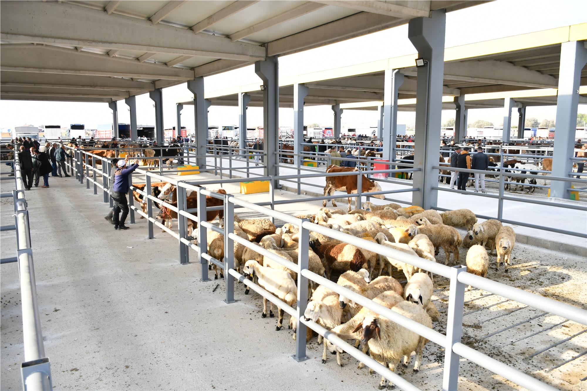 Kayseri Canlı Hayvan