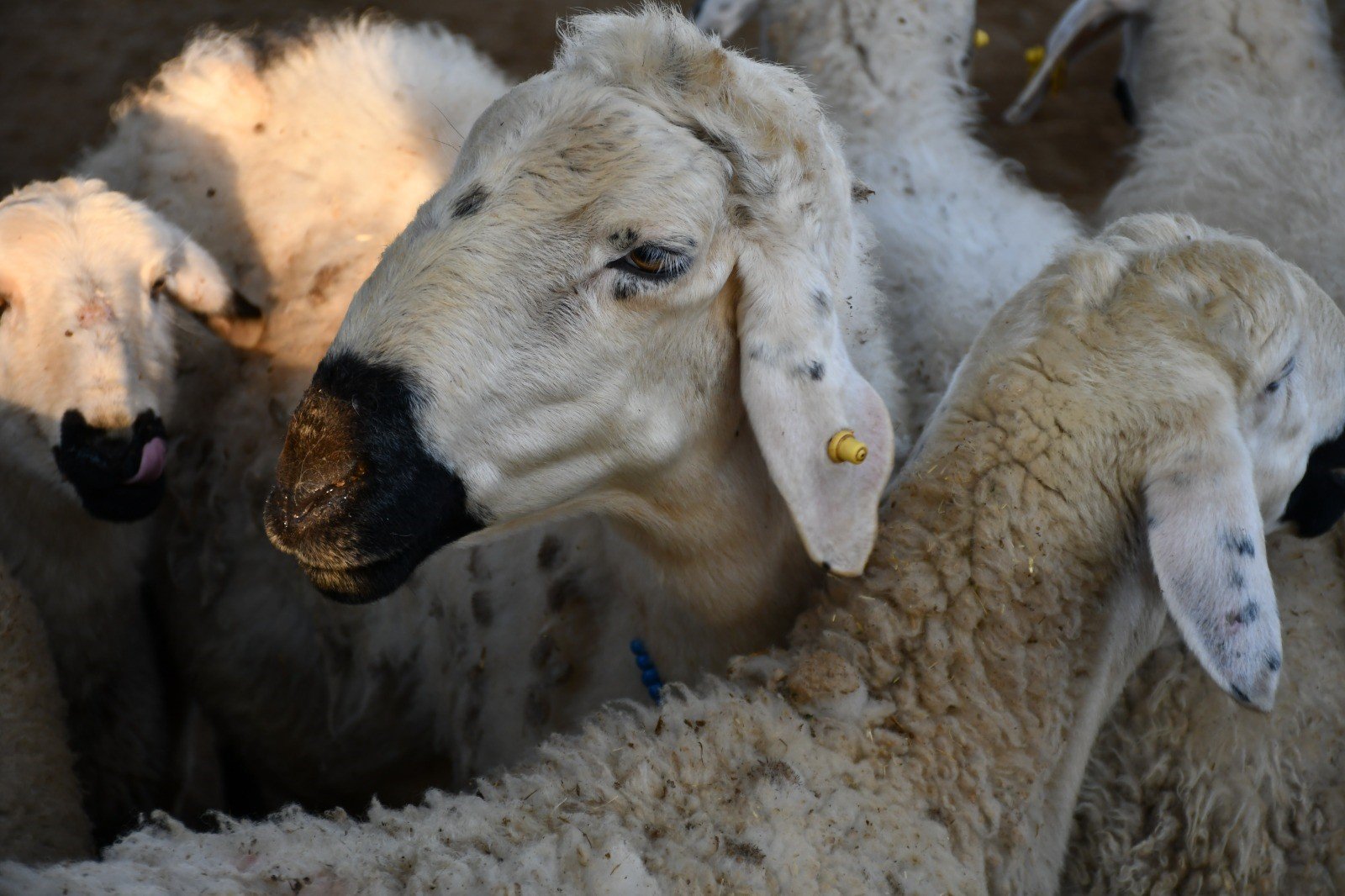 Kayseri'de Kurbanlık Tavsiye Fiyatları Belli Oldu