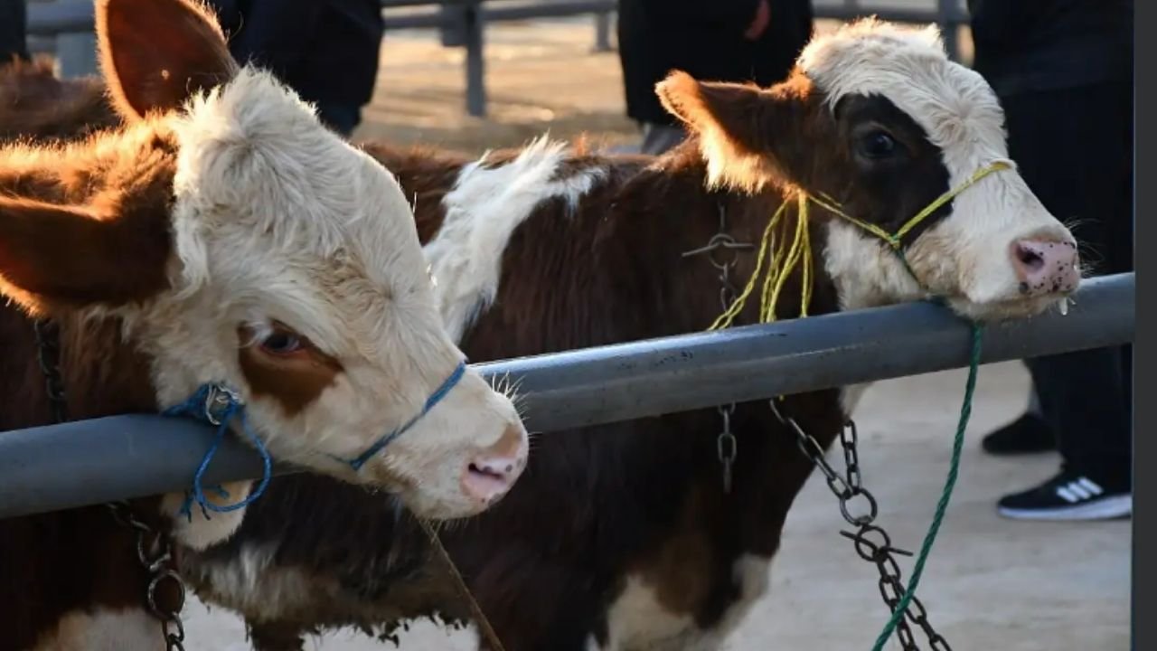 Kayseri’de Kurbanlık Fiyatları Belli Oldu
